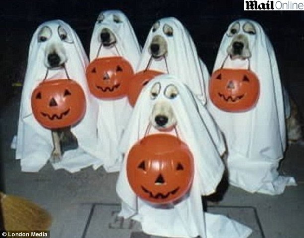 Resultado de imagem para cachorros fantasiados de halloween