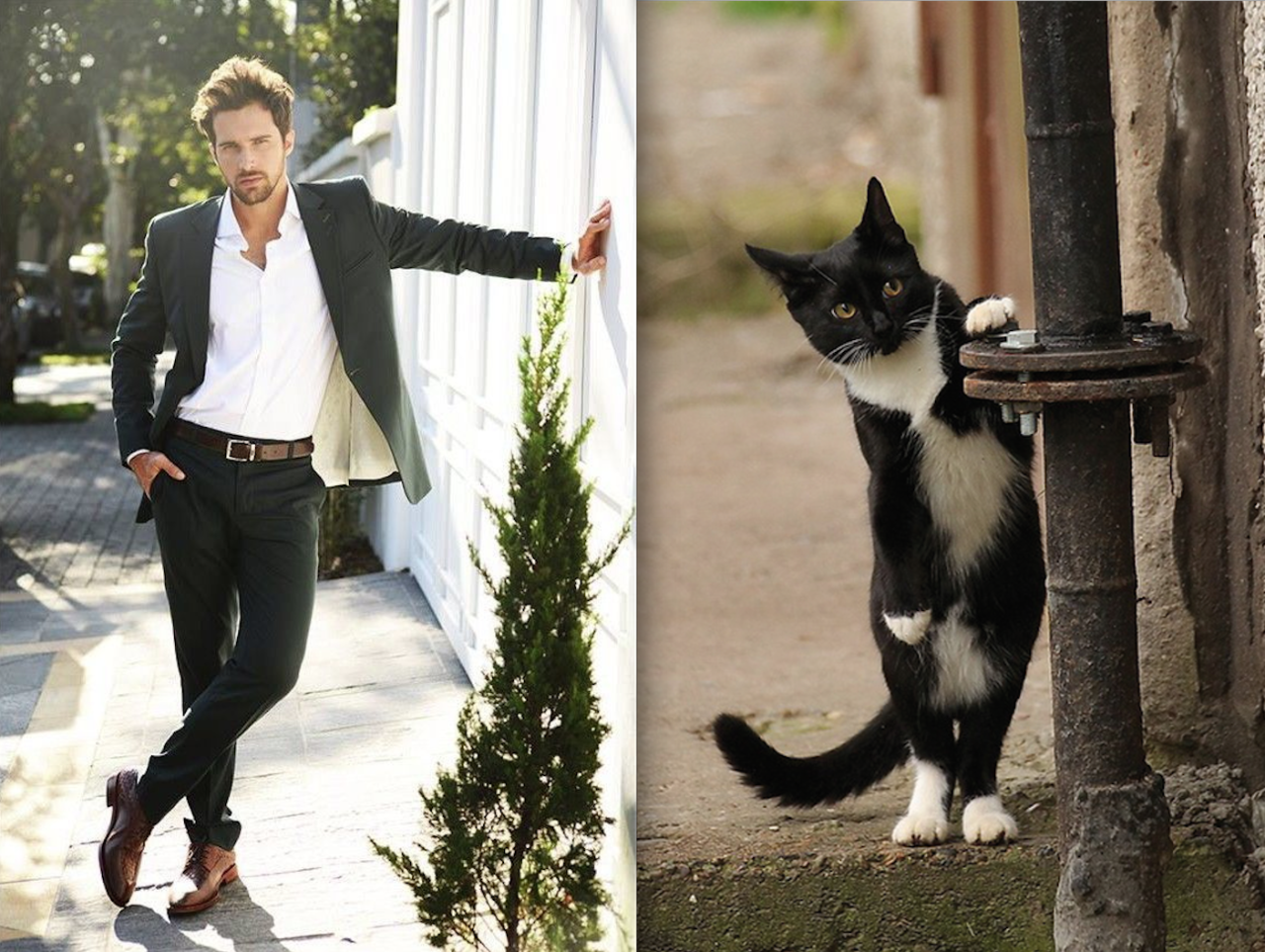 Tumblr compara gatos a homens bonitos 