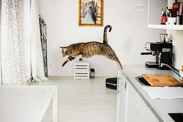  Fotógrafa registra gatos com deficiência para mostrar que eles continuam fazendo de tudo 