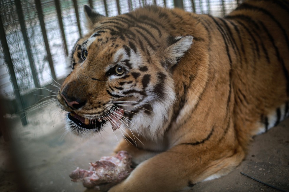 Por conta de conflitos, zoológico não tem condições de cuidar dos animais