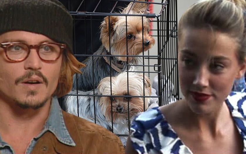Johnny Depp, Amber Heard Depp e os cachorros