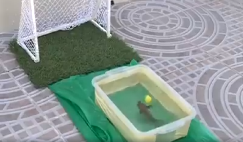 Peixe jogando futebol