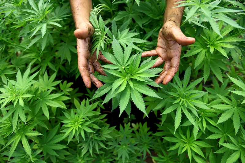 A cannabis está mais presente do que você imagina