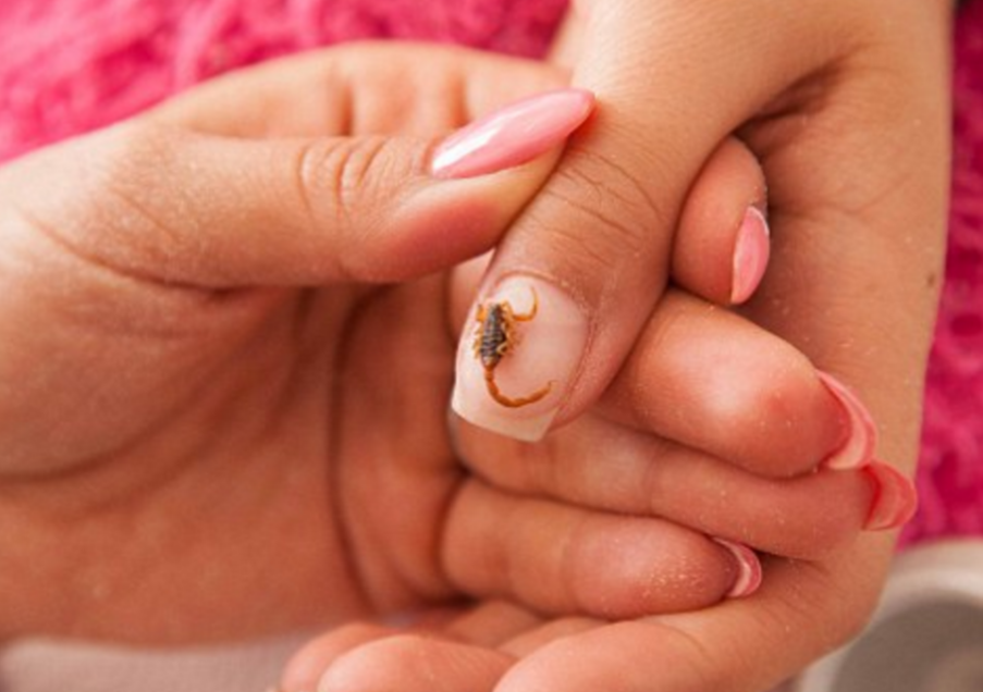 No México, mulheres estão decorando as unhas com escorpiões de verdade!