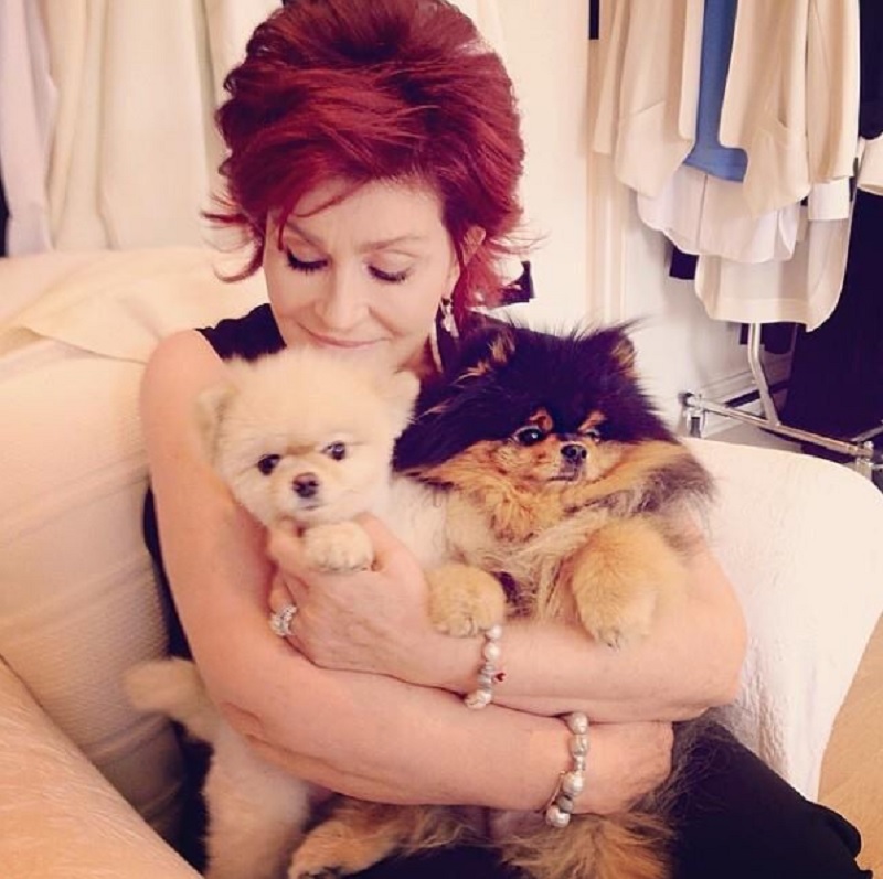 Sharon Osbourne e seus cachorros