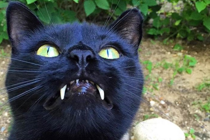 Conheça Monkey, o gatinho que tem verdadeiros dentes de vampirinho. É fofo demais!