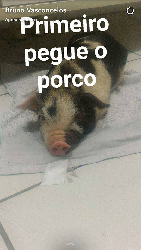 porco 2