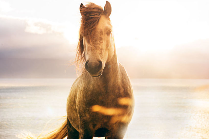 Fotógrafo especialista em cavalos retrata animais da Islândia