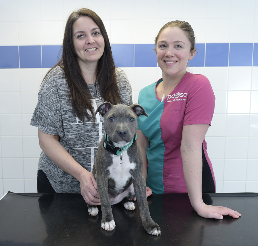 Macie Staffirdshire Bull Terrier who  swallowed a kitchen knife