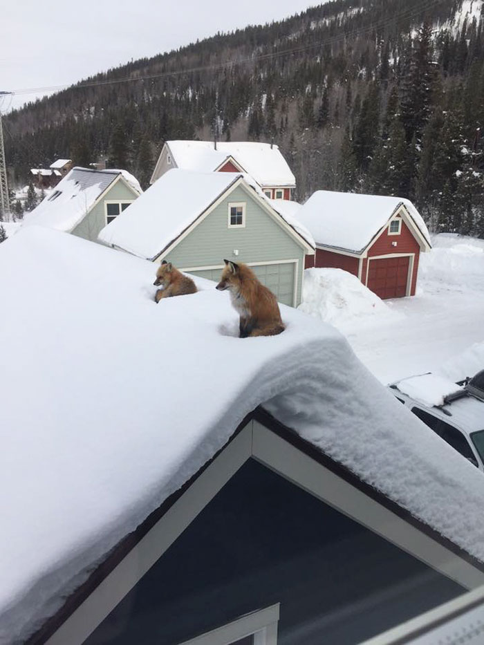 Raposas no telhado