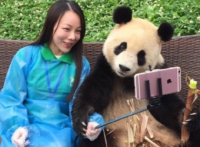 giant-panda-poses-tourist-selfie-2