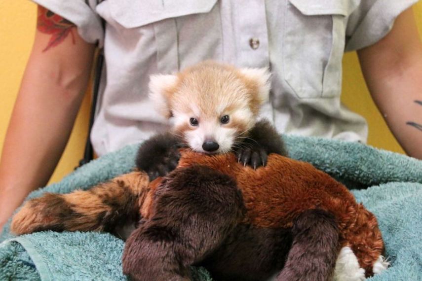 Panda vermelho filhote se encanta com bicho de pelúcia da mesma espécie que ela