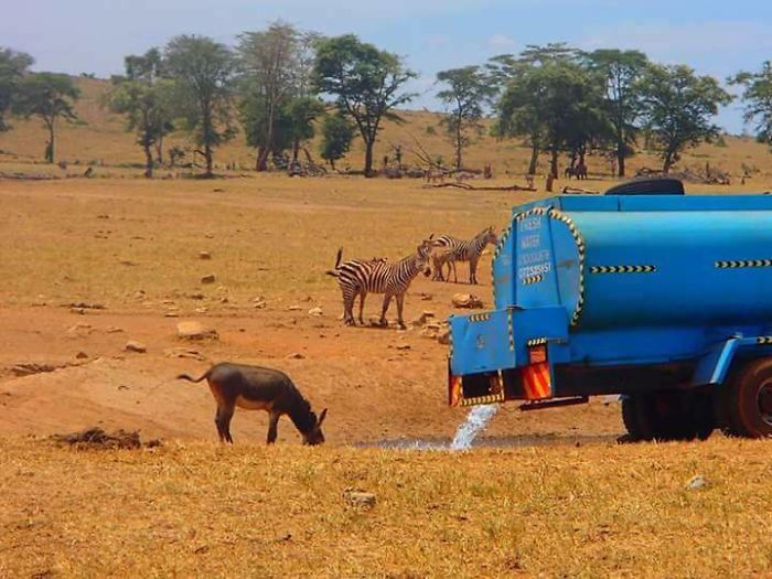 O Homem da água gasta algumas horas todos os dias dirigindo para encher alguns buracos de água para que animais selvagens do Quênia não morram de sede