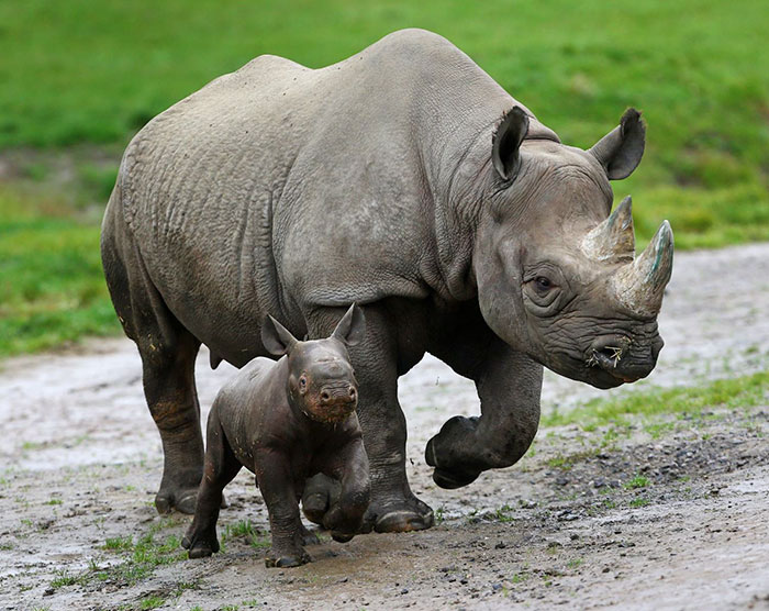 Para proteger rinocerontes, parque já matou 50 na Índia