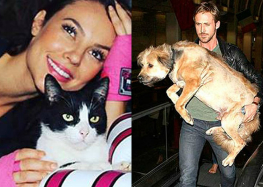 De Paolla Oliveira a Ryan Gosling, famosos que adotaram animais