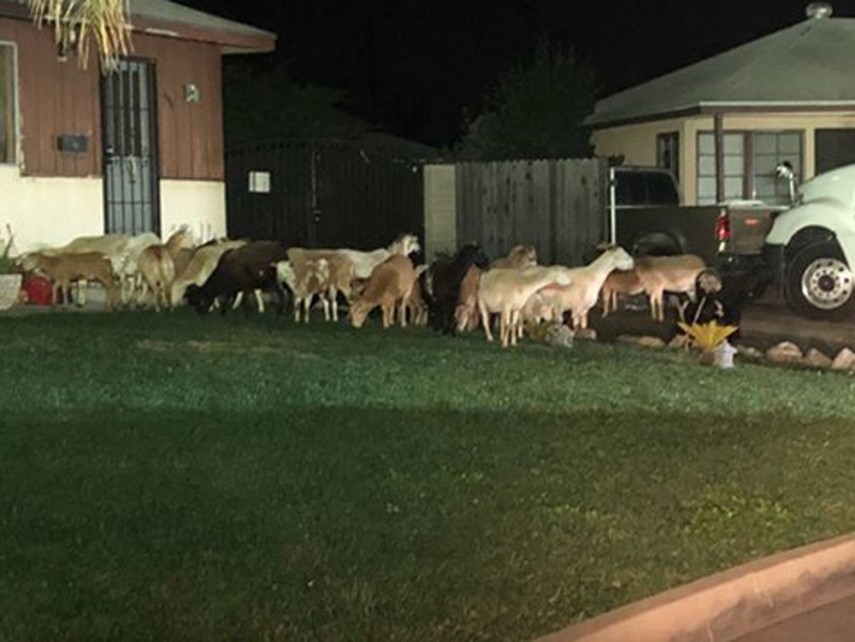 Burro fugitivo faz 'excursão noturna' e lidera rebanho de cabras e ovelhas