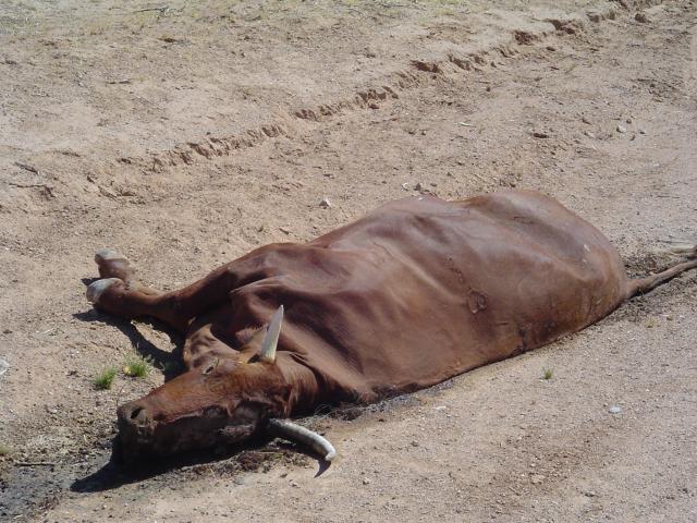 O animal foi morto após picada de cobra. Moradores do vilarejo consumiram a carne contaminada