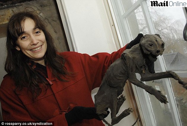 Gato múmia encontrado na Inglaterra