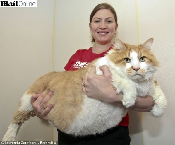 Garfield pesa 18kg e precisa perder peso urgente