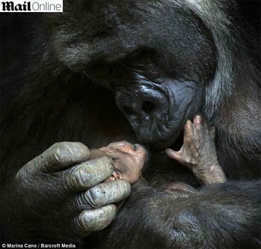 Mamãe gorila dando muito carinho à sua primeira cria