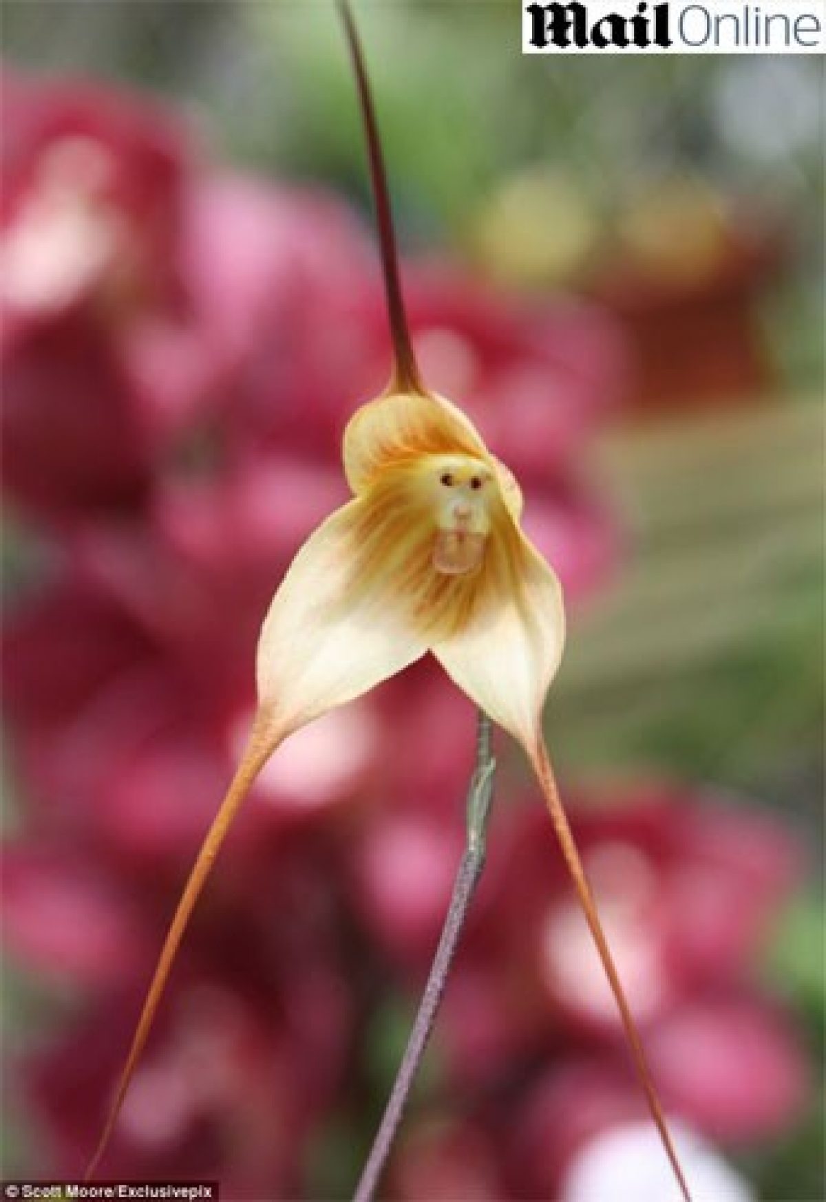 Orquídea rara tem “cara de macaco” – Vírgula