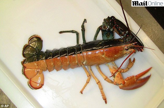 Lagosta de duas cores foi encontrada por um pescador em Massachusetts