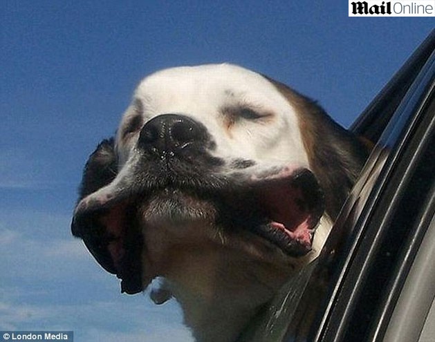 Cachorros tomando ar na janela dos carros