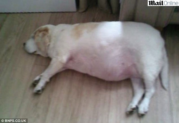 Amber com 32kg, o dobro do ideal para um beagle