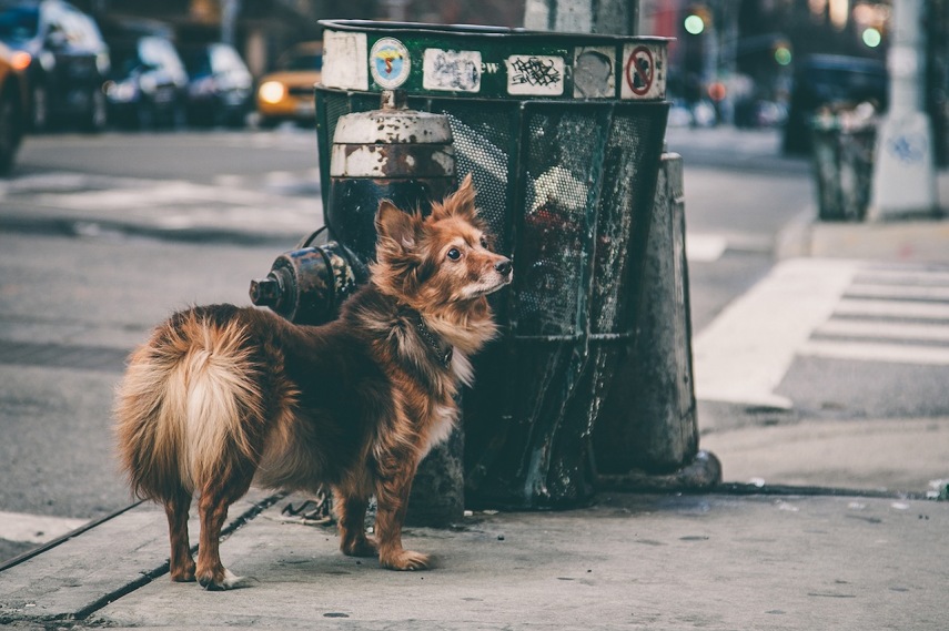 O fotógrafo Erick Carter registra cachorros amarrados nas ruas de Nova York
