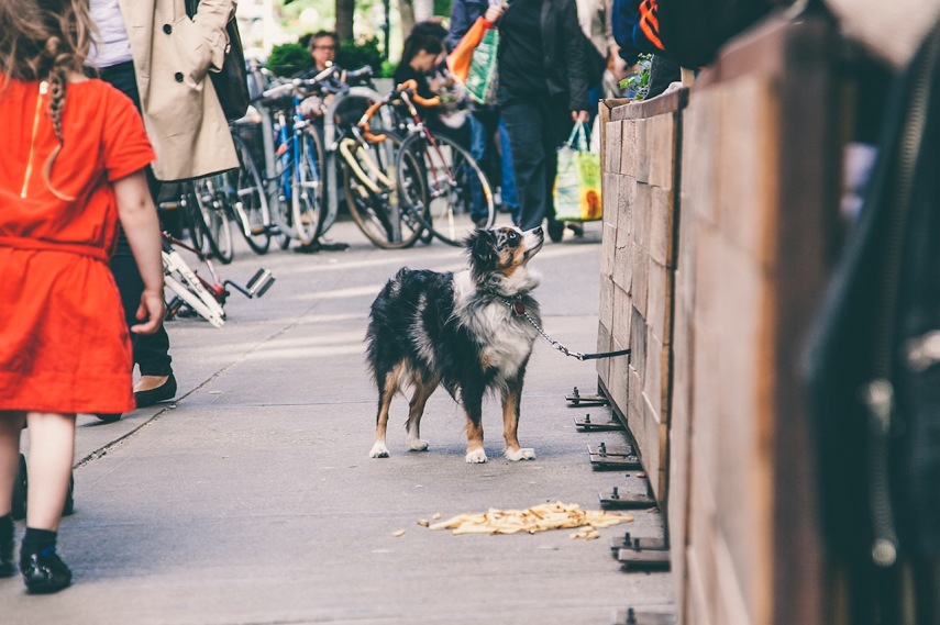 O fotógrafo Erick Carter registra cachorros amarrados nas ruas de Nova York