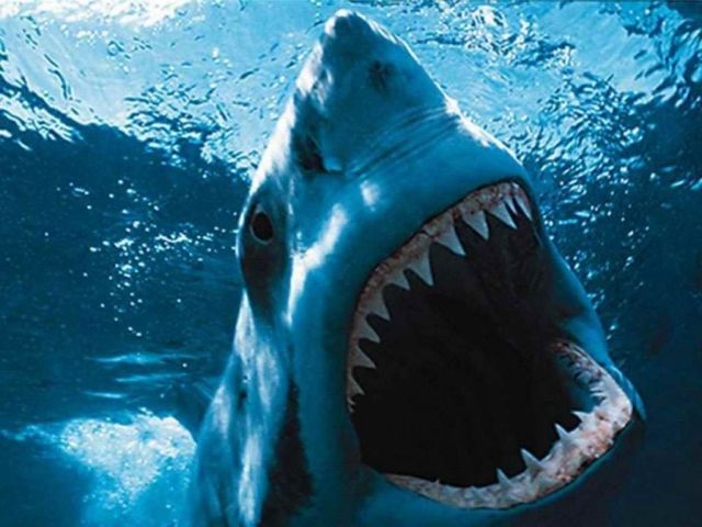 Embora adaptado de um livro de Peter Benchley, Tubarão tem inegavelmente a cara de seu diretor, Steven Spielberg. O cineasta tornou-se o grande criador de blockbusters 
