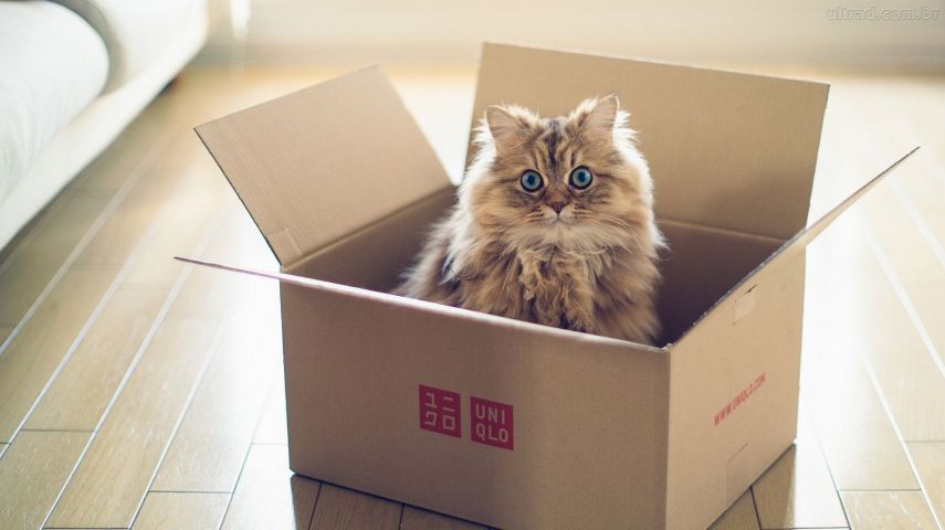 Você pode gastar com brinquedos chiques e camas, mas o seu gato sempre vai preferir uma caixa.  Seja pequena ou grande, de papelão ou de madeira, a caixa é o objeto favorito do gato