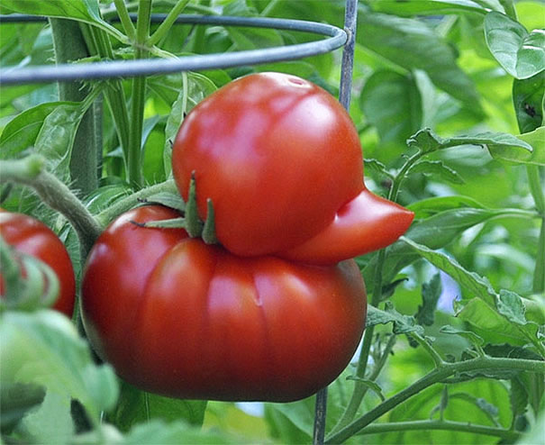 Um tomate-pato