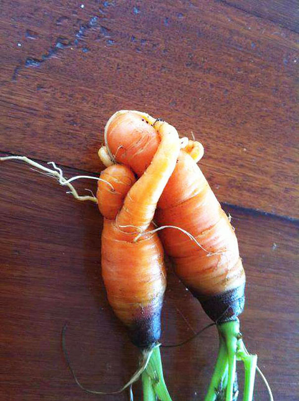 O amor é lindo, até no mundo das cenouras