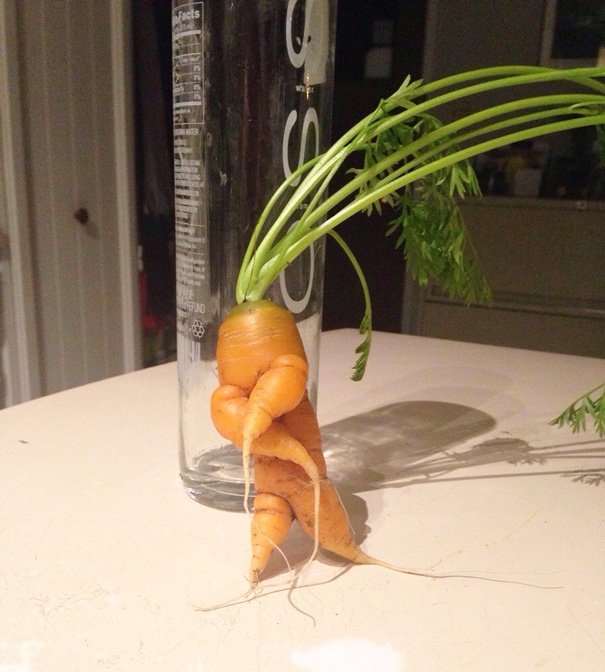 Esta cenoura parece dançar
