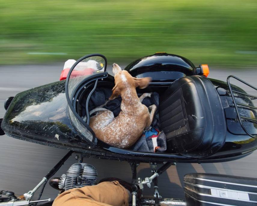 A cachorrinha Maddie foi resgatada pelo fotógrafo Theron, que decidiu viajar pelos Estados Unidos junto a sua nova companheira para registrar histórias de mulheres que amam motocicletas. Os dois andaram em motocicletas durante boa parte da viagem
