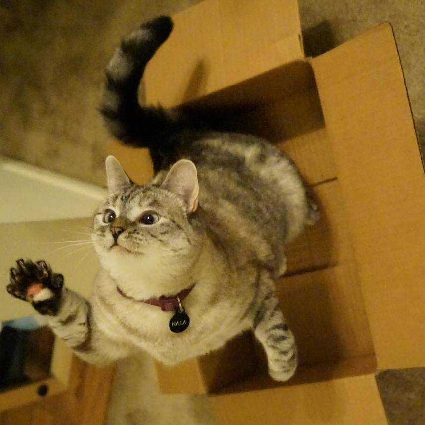 Nala, a gatinha zarolha, tem quase 2,5 milhões de seguidores no Instagram