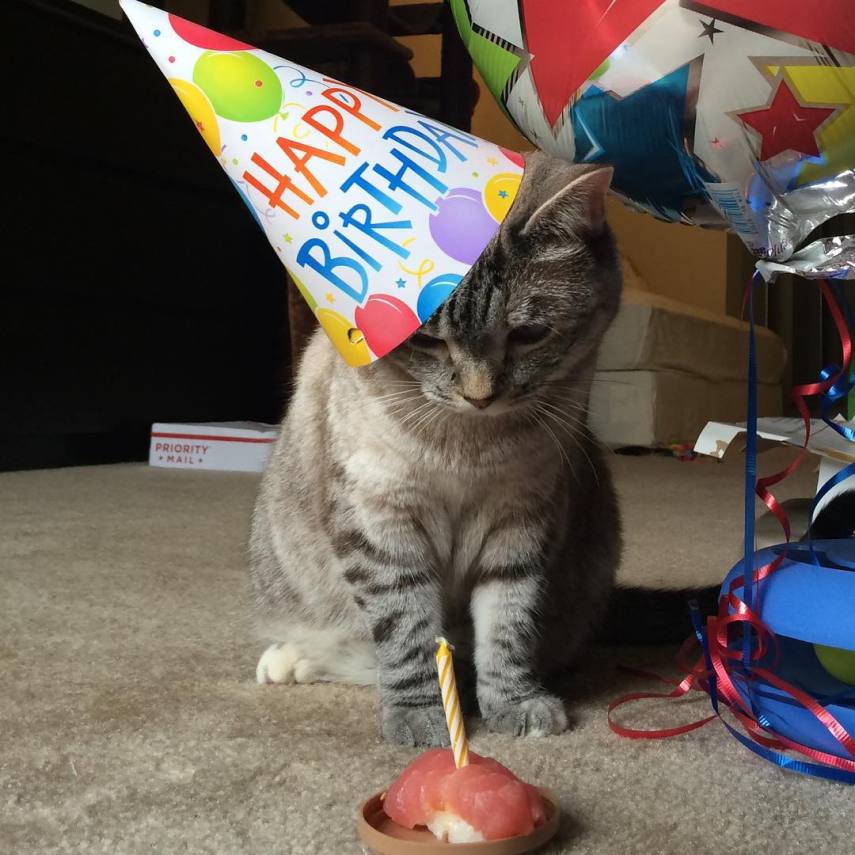 Nala, a gatinha zarolha, tem quase 2,5 milhões de seguidores no Instagram