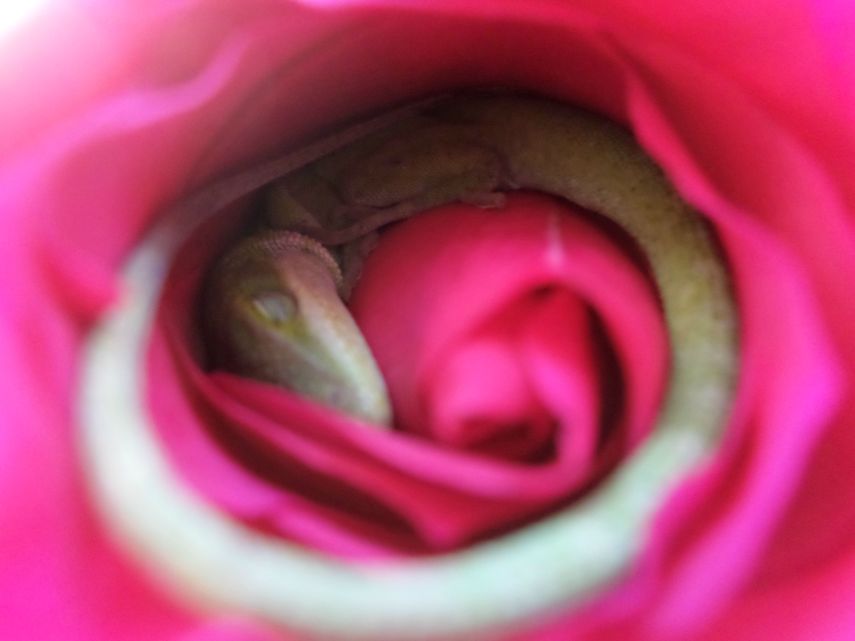 A usuária do Reddit Cmycherrytree encontrou esse carinha dormindo em um botão de rosa que ganhou da filha