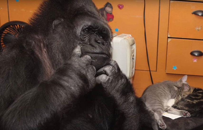 A gorila pode escolher dois gatinhos de uma caixa, para seu aniversário