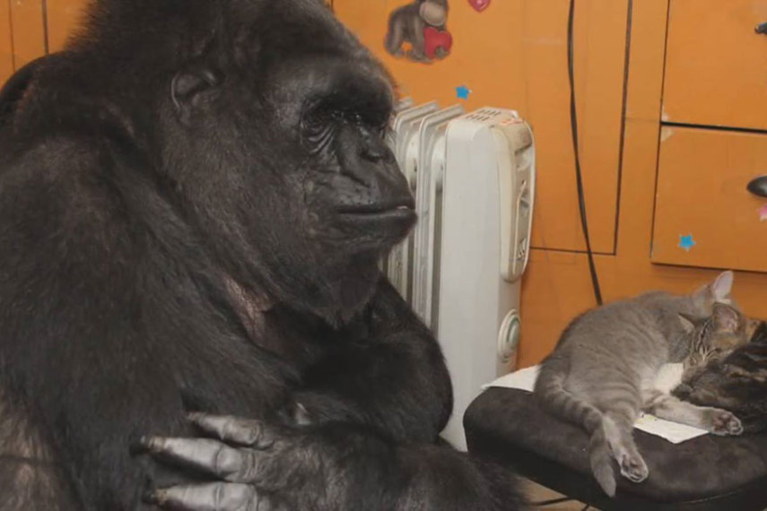 A gorila pode escolher dois gatinhos de uma caixa, para seu aniversário