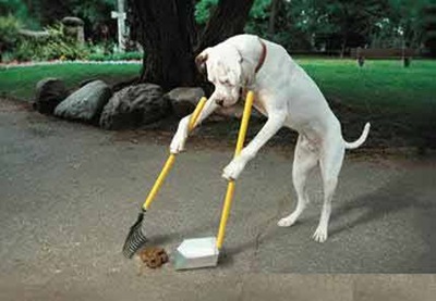 Gustavo Campelo - Cães costumam ser higiênicos. Não querem fazer suas necessidades perto e onde dormem. 