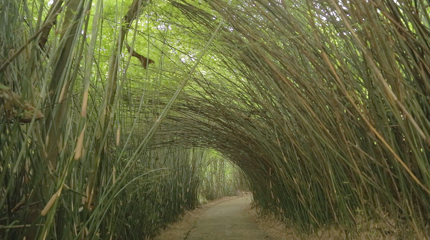 Túnel de Bambus na Jardim Botânico