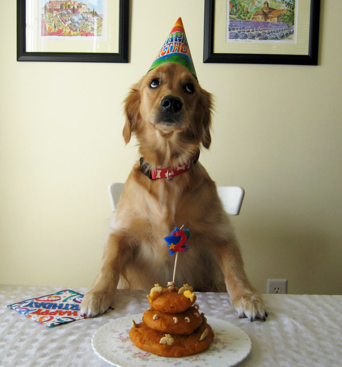 Donos não tem limites na criatividade para agradar seus pets no dia do aniversário!