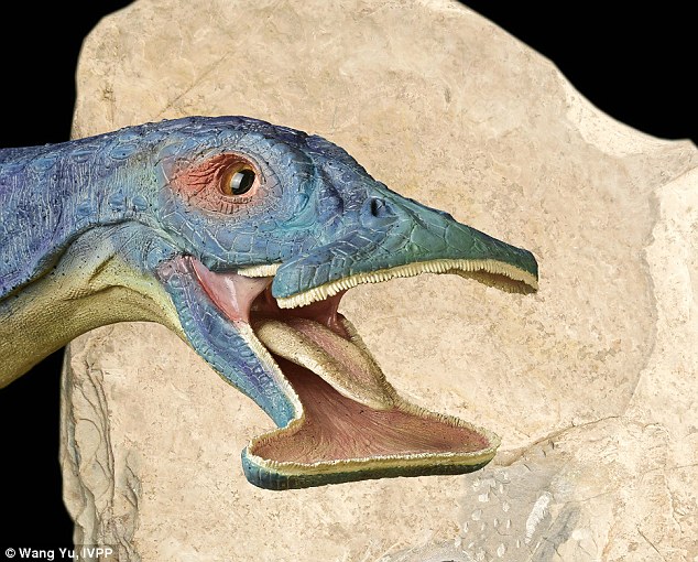 Novos fósseis desse dinossauro com curioso formato de sua mandíbula fizeram pesquisadores se surpreender. Chamado de Atopodentatus unicus, este dinossauro foi descoberto pela primeira vez na China em 2014 e novas pesquisas mostraram que este é primeiro exemplo de réptil marinho herbívoro catalogado.  O animal possuía uma fileira de dentes bem finos que, quando encaixados em sua mandíbula, funcionavam como um filtro para reter plantas da água. 