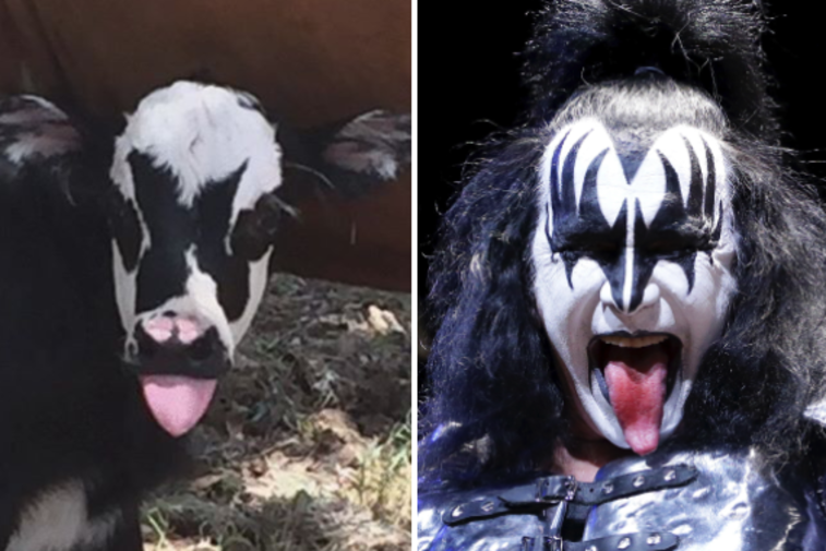 Essa vaca é a cara do vocalista do Kiss