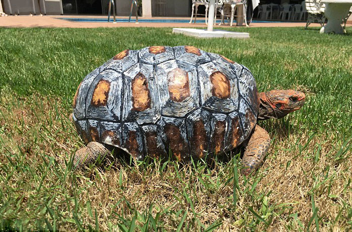 Equipe de designer e veterinários salva tartaruga de incêndio e faz sob medida o primeiro casco impresso em 3D do mundo. O objeto é feito de plástico e foi pintado por um artista voluntário