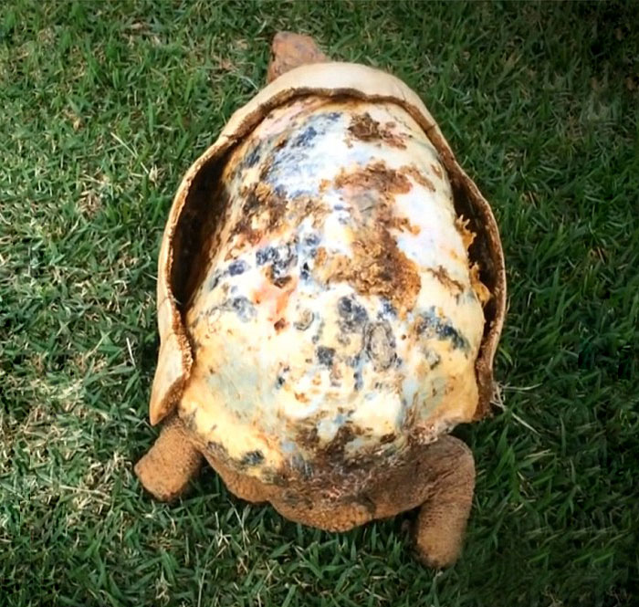 Equipe de designer e veterinários salva tartaruga de incêndio e faz sob medida o primeiro casco impresso em 3D do mundo. O objeto é feito de plástico e foi pintado por um artista voluntário
