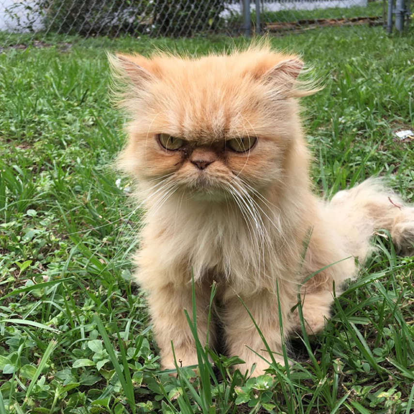 Garfield parece odiar cada minuto da nova vida. Quem aqui pediu para ser adotado, hein?