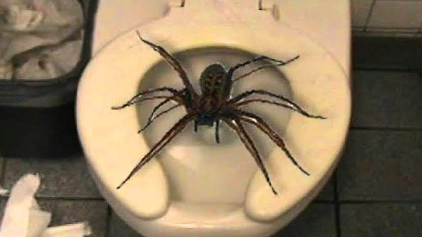 Nojooooo! Perfis compartilham na internet imagens de animais encontrados no vaso sanitário que deviam estar muito, muito longe de lá